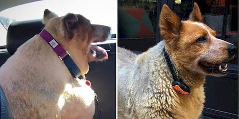 20 фотографий собак до и после того, как они взяли себя в лапы и смогли похудеть