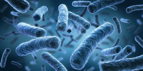 В польском детском саду обнаружены бактерии Legionella