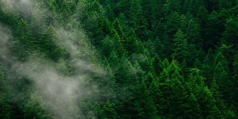 Ученые: лес и зелень помогают снизить ПМС