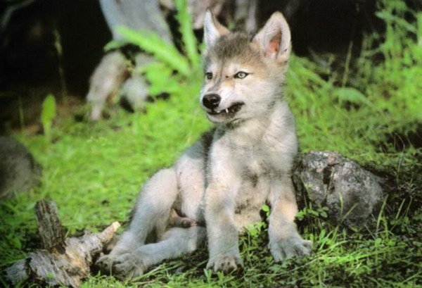 После гибели волчицы овдовевший волк начал сам заботиться о 5 маленьких волчатах