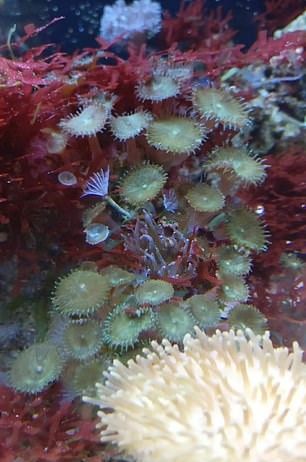 Коралл-убийца: мать четверых детей чуть не умерла от отравления после чистки аквариума